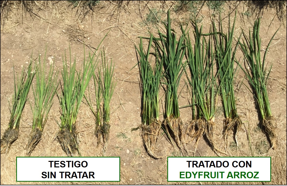 Comparativa de las plantas de arroz tratadas con EDYFRUIT ARROZ con Testigo
